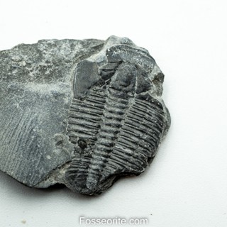 [อายุกว่า 505 ล้านปี!!!] #219 ฟอสซิล ไทรโลไบต์ Elrathia Kingi Trilobite ของแท้ ขนาดเล็ก บน Matrix จาก USA