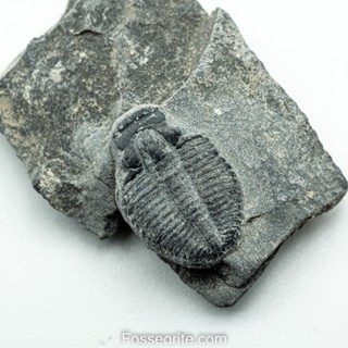 [อายุกว่า 505 ล้านปี!!!] #152 ฟอสซิล ไทรโลไบต์ Elrathia Kingi Trilobite ของแท้ ขนาดเล็ก บน Matrix จาก USA