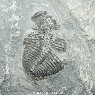 [อายุกว่า 505 ล้านปี!!!] #208 ฟอสซิล ไทรโลไบต์ Elrathia Kingi Trilobite ของแท้ ขนาดเล็ก บน Matrix จาก USA