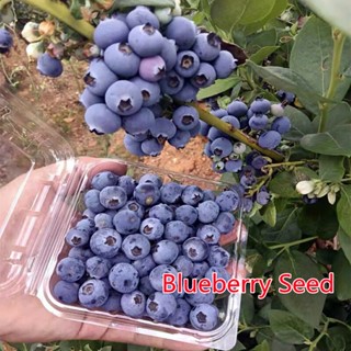 เมล็ดพันธุ์ 30เมล็ด Blueberry Seeds เมล็ดบอนสี ต้นไม้ผลกินได้ ต้นผลไม้ถูกๆ พันธุ์ต้นไม้ผล บอนสีหายาก เมล็ดพันธุ์ผัก