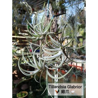 [ขายหน่อ] Tillandsia grabrior ทิลแลนด์เซีย แกรบริเอ้อร์ สับปะรดอากาศ airplant ทิลแลนเซีย