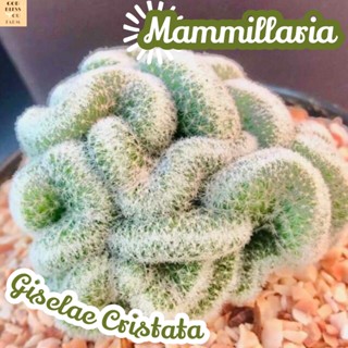 [แมม กีเซเล่ คริส] Mammillaria Giselae แคคตัส ต้นไม้ ไม้หนาม ไม้ทนแล้ง กุหลาบหิน ไม้อวบน้ำ พืชอวบน้ำ succulent cactus กร