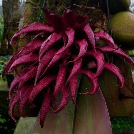 หายาก Bulbophyllum speisii กล้วยไม้หายาก สิงโตหายาก กล้วยไม้อินโดนีเซีย