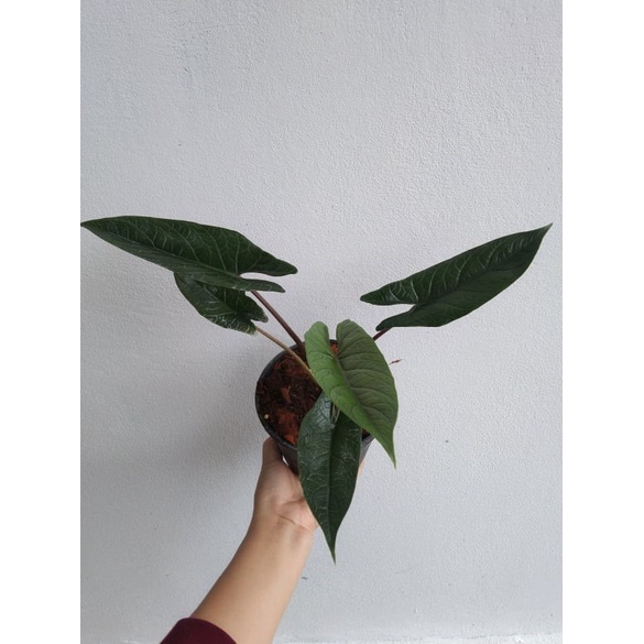 🎉 อโลคาเซีย สคัลปรัม 🎉 alocasia scalprum 🌱