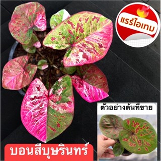 บุษรินทร์บอนสีไม้ใหม่มาแรงง !!ขายต้นลูกผ่ามาจากแม่ด่างสวยๆ ขายนามลุ้นด่างสวยๆ