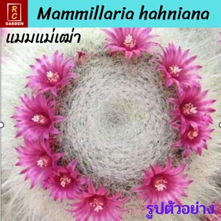 แมมแม่เฒ่า แมมฮาเนียน่า Mammillaria Hahniana แคคตัส กระบองเพชร ส่งพร้อมกระถาง