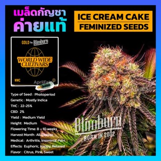 เมล็ดพันธุ์กัญชา ICE CREAM CAKE FEMINIZED เพศเมีย เมล็ดกัญชานอก เมล็ดค่าย Blimburnseeds แบ่งขาย ตรงปก💯%