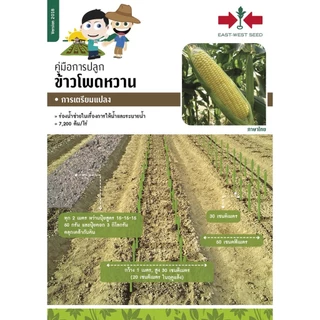 EWCOM Exp. 7/70 เมล็ดพันธุ์ ข้าวโพดเหนียวหวานชมพู 5000เมล็ด ตราศรแดง Waxy Corn