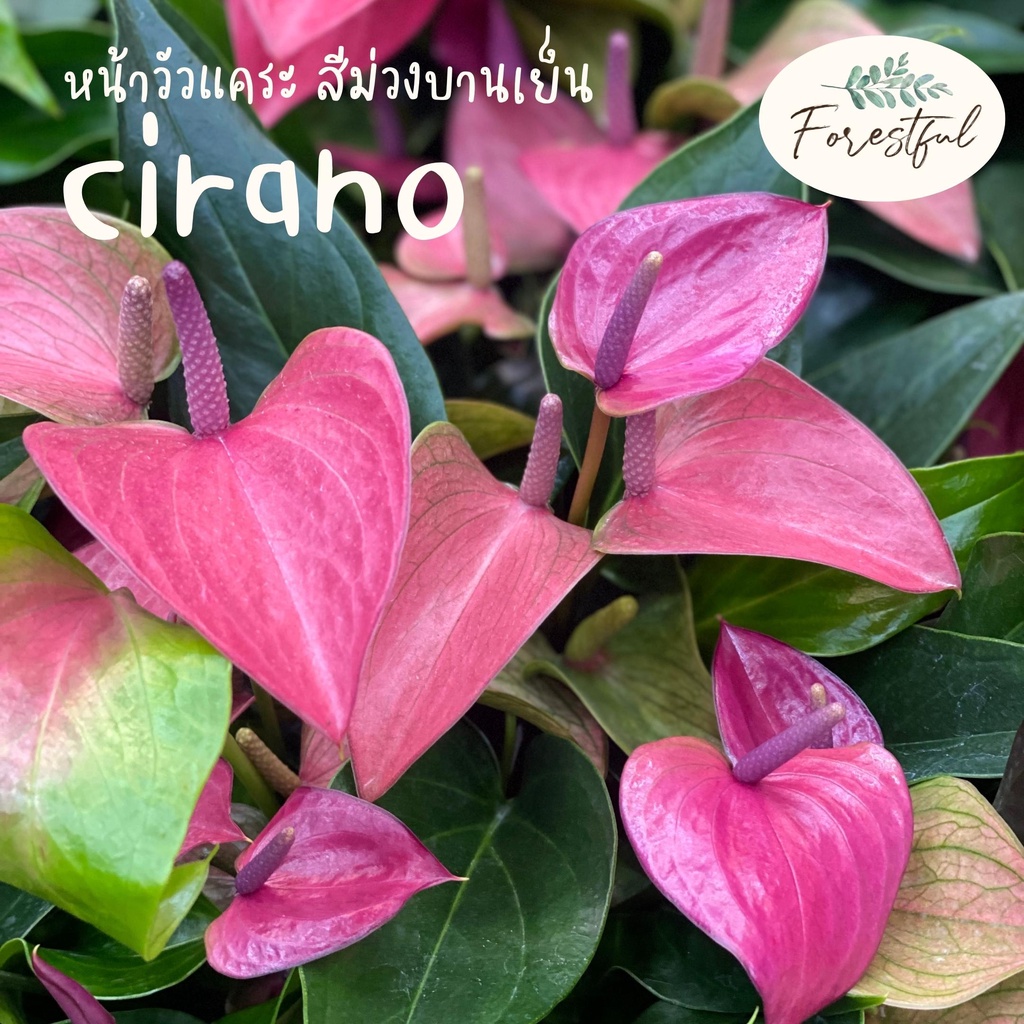 หน้าวัวแคระ สีม่วงบานเย็น Cirano 🍇 (ซิราโน่) กระถาง 7 นิ้ว สินค้ามีพร้อมส่งค่ะ