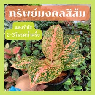 ต้นทรัพย์มงคลส้มส่งพร้อมกระถาง5-6นิ้ว