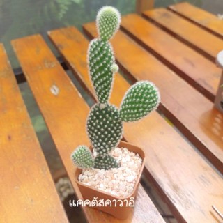 แคคตัส (Cactus) 25.- จัดส่งทั้งกระถาง มีให้เลือก 7 ชนิด