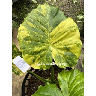 บอนหูช้างด่างเหลือง/Alocasia gageana aurea variegated