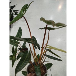 ฟิโลเดนดรอนก้านส้ม Philodendron Billietiae