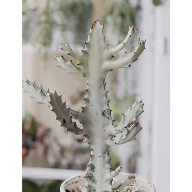 กระดูกมังกรขาว Euphorbia Lactea white ghost ยูโฟเบีย