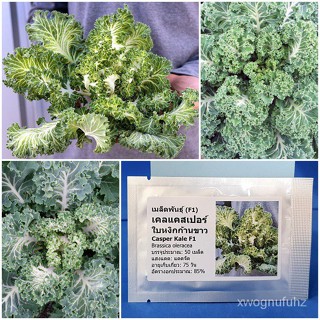 （คุณภาพสูง เมล็ด）เมล็ดพันธุ์ เคลแคสเปอร์ ใบหงิกก้านขาว (Casper Kale F1 Seed) บรรจุ 50 เมล็ด คุณภาพดี ราคาถูก ของแท้ 100%