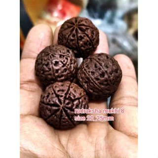 Rudraksha mukhi 8 จี้ใหญ่