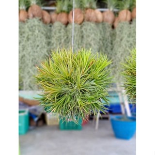 Tillandsia ionantha fuego ball 13-17cm