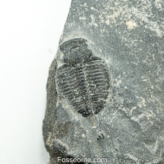 [อายุกว่า 505 ล้านปี!!!] #160 ฟอสซิล ไทรโลไบต์ Elrathia Kingi Trilobite ของแท้ ขนาดเล็ก บน Matrix จาก USA