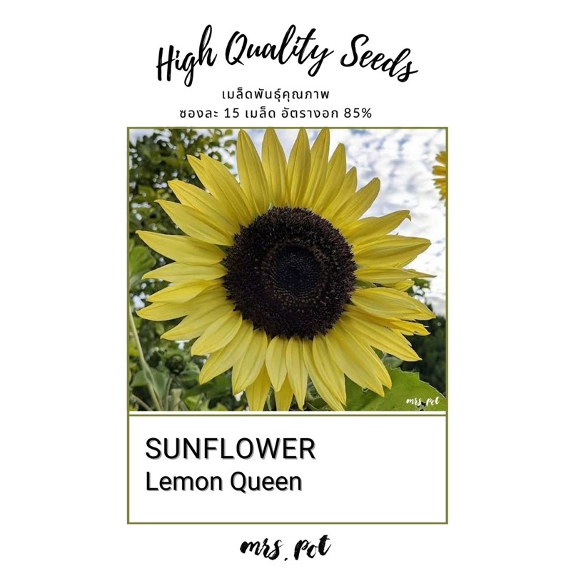 เมล็ดทานตะวันนำเข้า Lemon Queen Sunflower รหัส011
