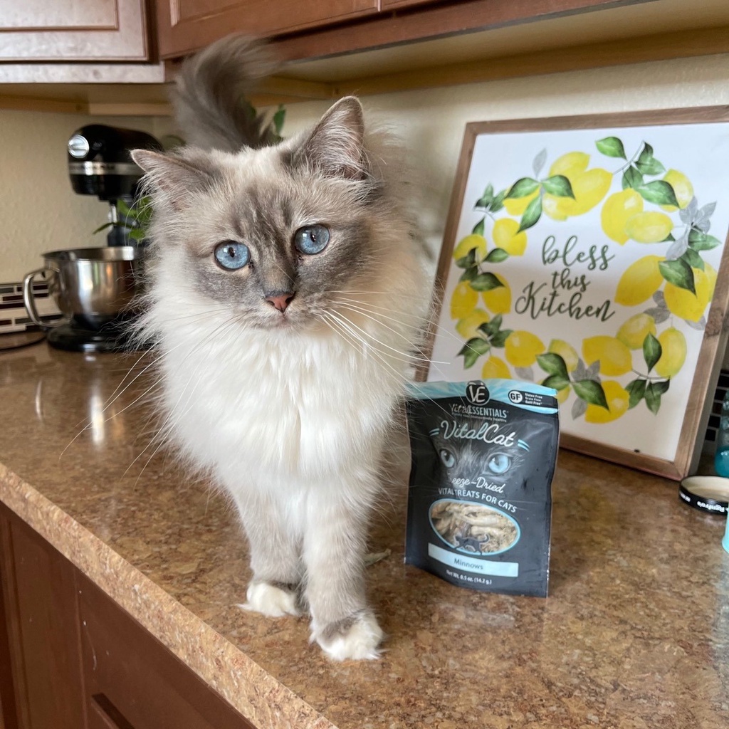 Vital Essential Freeze Dried Cat Treats 20-25 กรัม ขนมแมวเกรดพรีเมี่ยม x Petsister ราคา ถูกที่สุด ดีลบีเคเค แกลเลอรีภาพที่ 6
