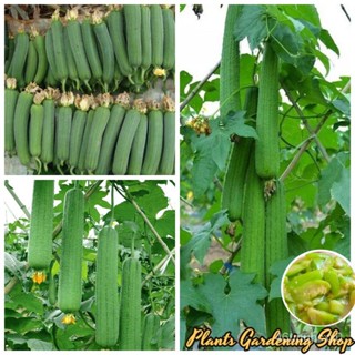 （คุณภาพสูง เมล็ด）เมล็ดพันธุ์ รังบวบ Luffa seeds Loofah Vegetable Seeds 30 เมล็ด เมล็ดพันธุ์ผัก ผักออ/ง่าย ปลูก สวนครัว เ