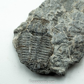 [อายุกว่า 505 ล้านปี!!!] #178 ฟอสซิล ไทรโลไบต์ Elrathia Kingi Trilobite ของแท้ ขนาดเล็ก บน Matrix จาก USA