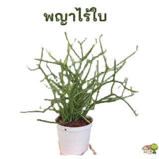 ต้นพญาไร้ใบ ต้นสูง 30-35เซน ต้นแน่นสวยเต็มกระถาง 4 นิ้ว แพ๊คหุ้มลังกระดาษป้องกันต้นไม้กระแทก จัดส่งเร็ว