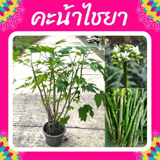 ต้นคะน้าแม็กซิโก​ ผักไชยา คะน้าแม็กซิกัน🌱🪴