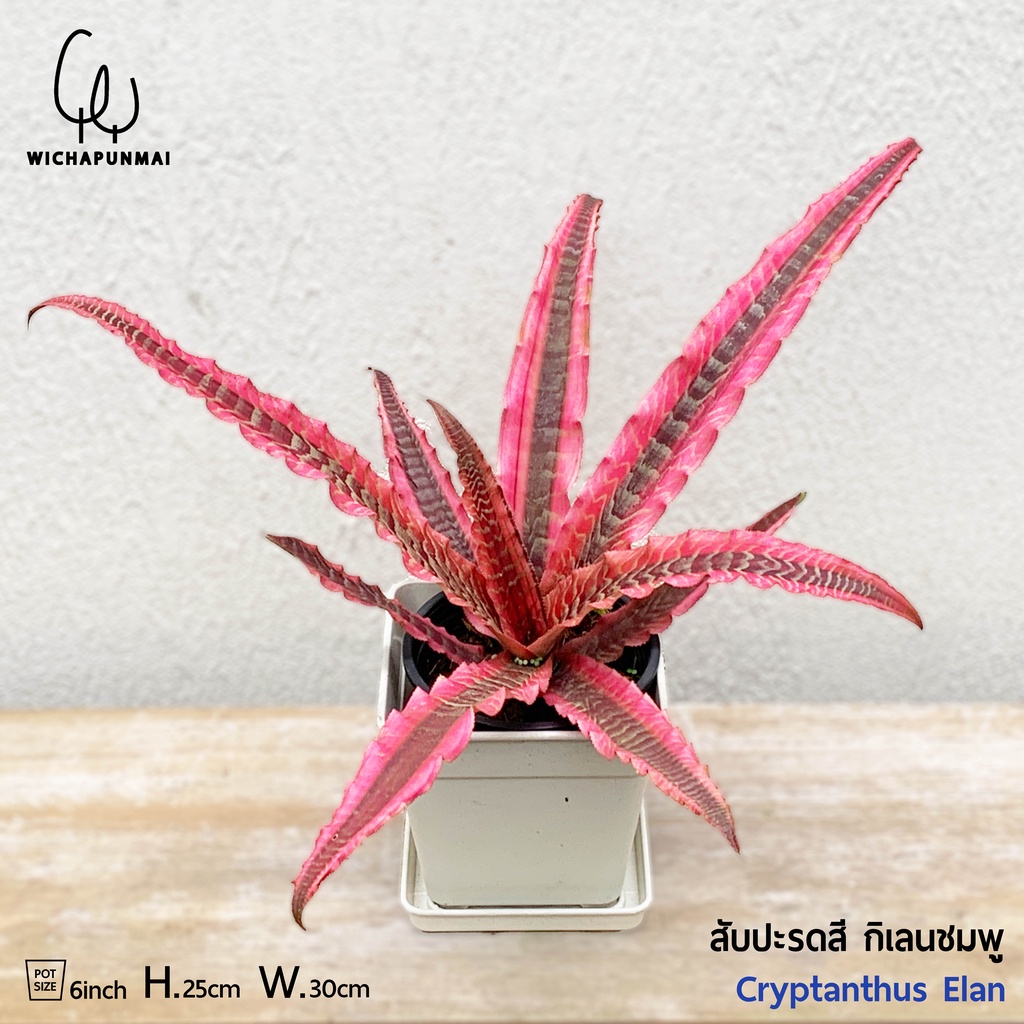 Bromeliad - สับปะรดสี กิเลนเรียกทรัพย์ , กิเลนแดง กระถาง 6" ( Cryptanthus Elan )