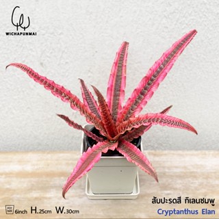 Bromeliad - สับปะรดสี กิเลนเรียกทรัพย์ , กิเลนแดง กระถาง 6" ( Cryptanthus Elan )