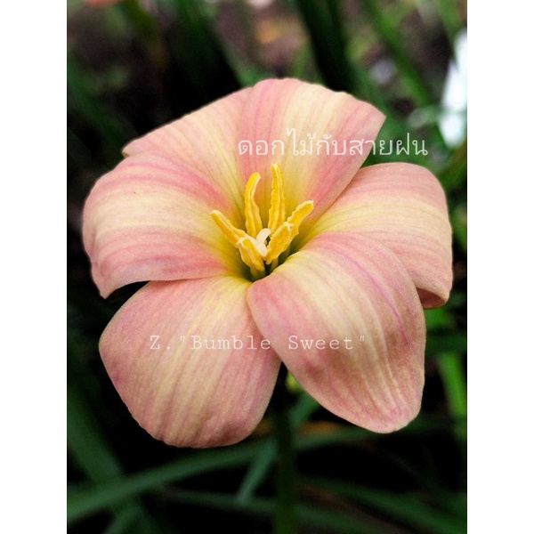 บัวดิน Z."Bumble Sweet" ดอกสวยชุด7หัว50