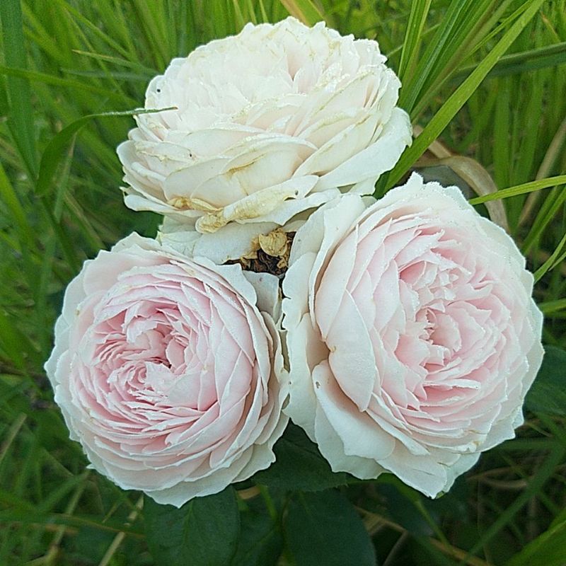 กุหลาบ⚘Herzogin Christiana เฮอร์โซกิ้น คลิสติน่า กึ่งเลื้อยเลี้ยงง่ายหอมๆๆ "เฮอร์โซกิ้น.......⚘