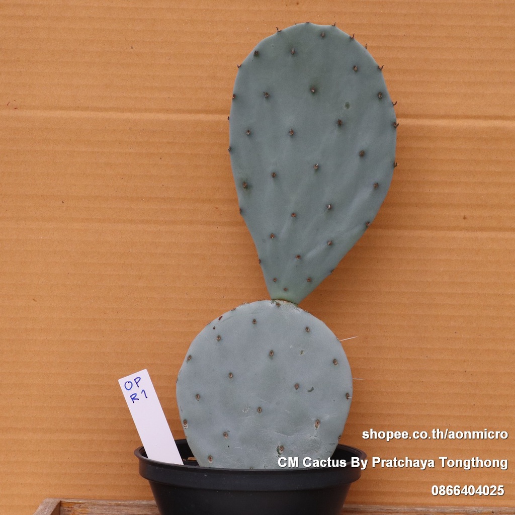 Opuntia robusta (OPR1) โอปันเทีย โรบัสต้า สูง 30 cm กระบองเพชรสีฟ้า ไม้ชุด 3 ตุลาคม 65