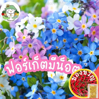 เมล็ดพันธุ์/เมล็ดพันธุ์ ฟอร์เก็ตมีน็อต คละสี 100 เมล็ด Mixed Forget me not ปลูกง่าย ไม่กลายพันธุ์ นำเข้าจากต่างประเทศ พร