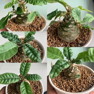 มะพร้าวทะเลทราย (Dorstenia)