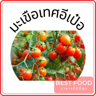 มะเขือเทศอีเป๋อ Tomato Ipe