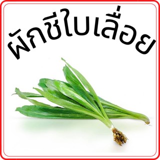 ผักชีใบเลื่อย ผักชีฝรั่ง ผักสด ราคาถูก