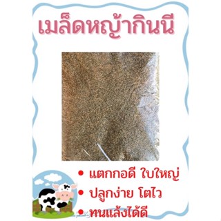 เมล็ดหญ้าพันธ์ุกินรีขนาด1กิโลกรัมสำหรับโค กระบือ