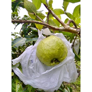 ต้นพันธุ์ฝรั่งกิมจู 🍏 เเท้100% ปลูกไม่ถึงปีก็ได้กินผลแล้ว ปลูกได้ทุกสภาพดิน แข็งแรง