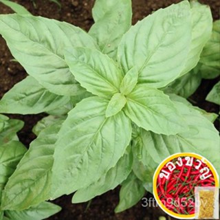 เมล็ดอวบอ้วน100%เมล็ดพันธุ์โหระพาอิตาเลี่ยนใบใหญ่ (Italian Large Leaf Basil) จำนวน 300 เมล็ดเมล็ดพืชคุณภาพสูงMixColorLyc