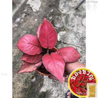 Aglaonema Red King Ready Stock-สั่งซื้อสินค้าในตลาด/บ้าน/บ้าน/บ้าน/บ้าน/บ้าน/บ้าน/บ้าน/บ้าน/บ้าน YP6J