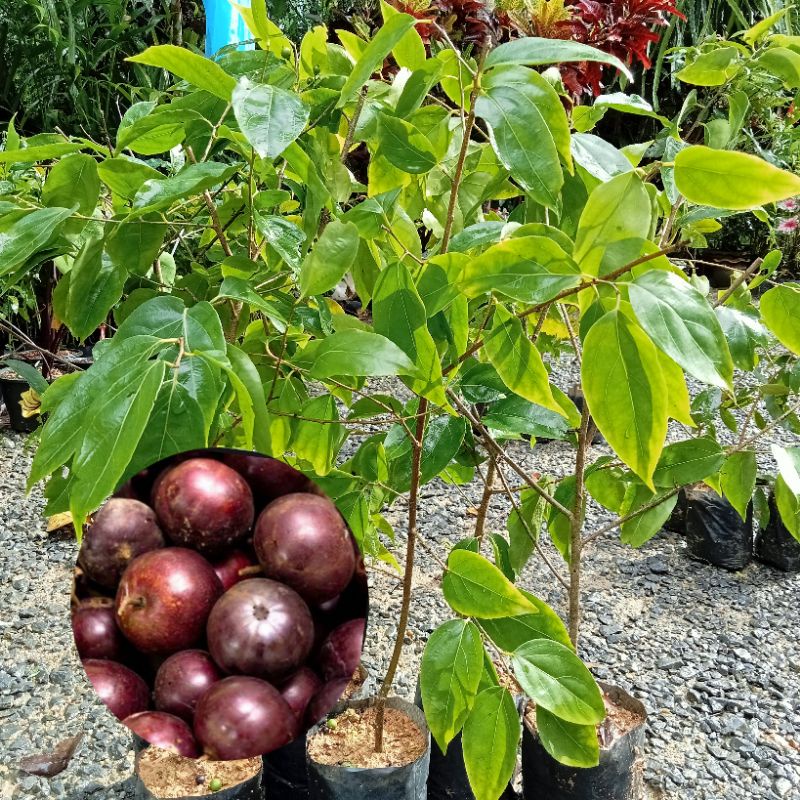 ต้นตะขบไร้หนาว🍒🍒ออกผลตลอดทั้งปี🌿🌳✨(กิ่งตอนพร้อมปลูก!!)🌱ขนาด55 cm. ++