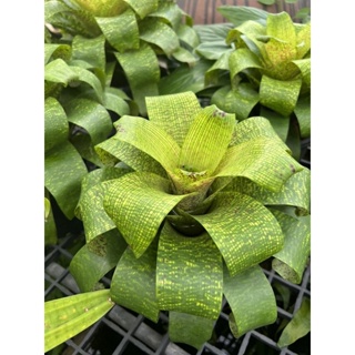 สัปนเสีใบม้วนไม้มงคลทรงสวย Green Leaves Of Striped Bromeliad Leaf Blooming