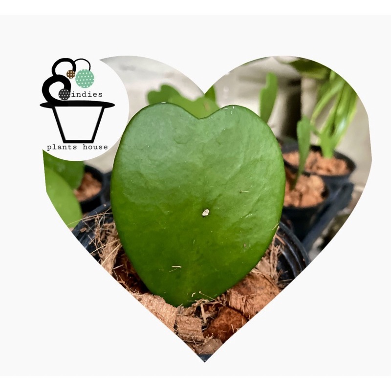 หัวใจทศกัณฑ์หรือโฮย่า Heart Leaf Hoya, Valentines Hoya