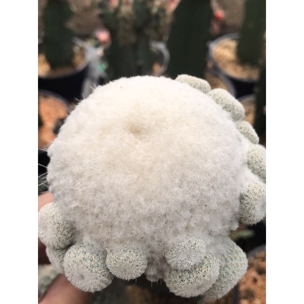 อิพิเทลันทา ไมโครเมริส ดอกชมพู กระถาง2“นิ้ว Epithelantha Micromeris กระบองเพชร แคคตัส