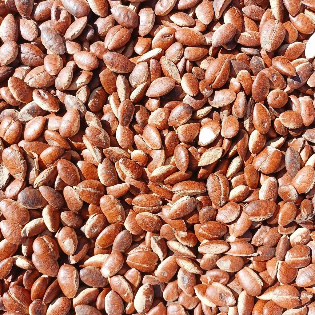 เม็ดกระบก สวยๆผ่าใหม่ๆ มีทั้งแบบคั่วและตากแห้ง