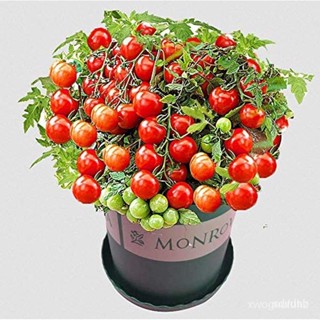 ขายดี สวนครัว/Yellow Pear Tomato 30 Pcs Seeds-Tiny Small Sweet Yellow Cherry Tomato Organic N/อ/อินทรีย์ คละ สวนครัว ดอก