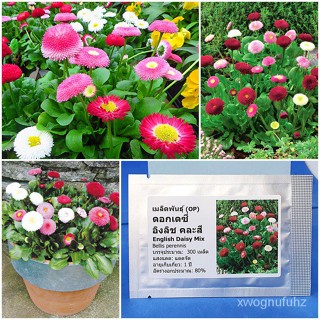 ขายดี สวนครัว/เมล็ดพันธุ์ ดอกอิงลิชเดซี่ คละสี (English Daisy Flower Mix Seed) บรรจุ 300 เมล็ด /ขายดี พันธุ์ อินทรีย์ W9