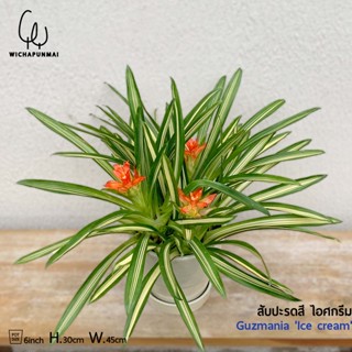 Bromeliad - ต้นสับปะรดสี กัสมาเนีย ไอศกรีม (Guzmania Ice cream)