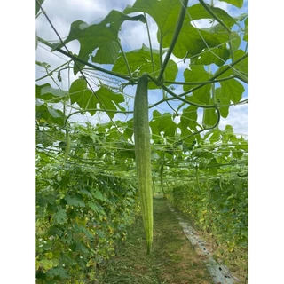 เมล็ดพันธุ์บวบงูลูกผสม บวบงู อนาคอนด้า02 ลอตใหม่